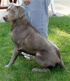 A silver Labrador Retriever is sitting in grass next to a person