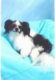 A white with black Mi-ki dog is sitting on a blue blanket in front of a blue backdrop.