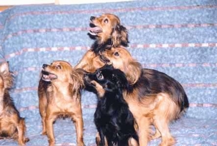 A pack of 5 Russian Toy Terriers are standing and sitting on a couch and they are all looking up. Four of the dogs are tan and one is black and tan.