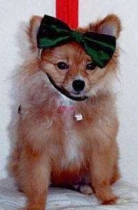 Front view - A red Pomeranian is wearing a green ribbon on its head and it is looking forward.