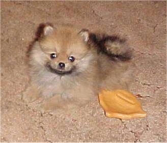 A tiny fluffy tan with black and white Pomeranian is laying down on a carpet and to the right of it is a chew rawhide chip toy.