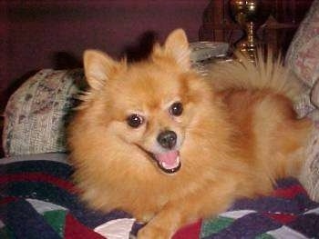 A tan Pomeranian is laying across a bed and it is looking forward. Its head is tilted to the left. Its mouth is open and it looks like it is smiling.