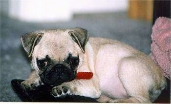 Close up - The right side of a tan with black Pug laying on a black slipper looking forward.