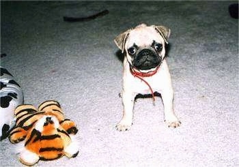 A tiny tan with black Pug is standing on a carpet and it is looking forward. To the left of it is a plush tiger doll.