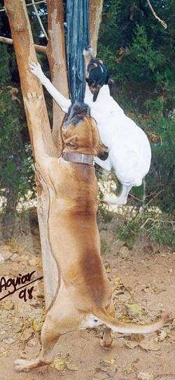 A white with black and tan Perro Ratonero Andaluz is jumping up against a tree to bite a cloth. THere is a larger tan Alano Espanol dog next to it doing the exact same thing.