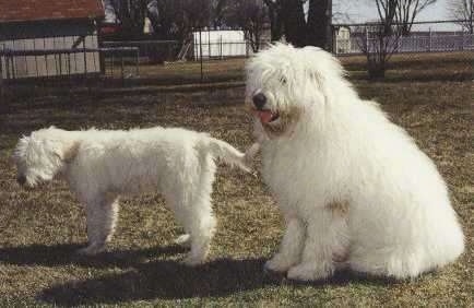 Russian Sheepdog