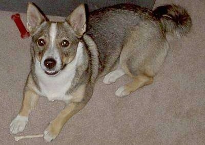 Top down view of a short legged, low to the ground, black, tan and white Swedish Vallhund dog laying across a carpeted surface and behind it is a couch. It is looking up and its mouth is slightly open. There is a bone under its front paw. It has perk ears and a ring tail and wide brown eyes.
