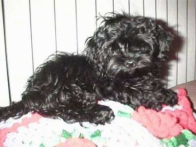 A shiny, black Russian Tsvetnaya Bolonka dog is laying on a white, pink and green knit blanket looking forward with its head tilted to the left.