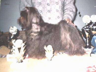 Left Profile - A longhaired, black Russian Tsvetnaya Bolonka dog is being posed in a show dog stack on a table surrounded by trophies. There is a person behind it with its hand on the dog's back.