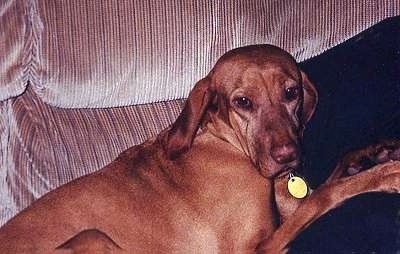 Close up - The right side of a red Vizsla that is laying across a couch and it is looking forward. The dogs head is rounded at the top and its ears are long and hanging down to the sides.
