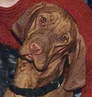 Close up head shot - A red Vizsla is sitting in front of a person and its head is tilted to the right.