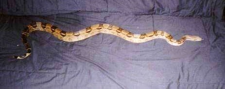 A large red-tailed Boa is extended out across a couch.