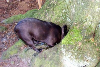 Dot the French Bulldog is digging through the mossy trunk side of a tree and her head is down into the tree.