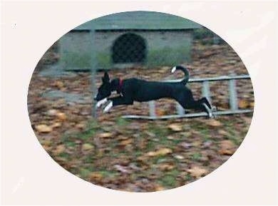 Pepper the dog is jumping in the air adn all four paws are off the ground. There is a chain link fence, a ladder and a dog house behind him.