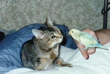 Fiona the cat is laying on a bed as a human lowers Monty the bird, who is perched on a finger, down for the cat to smell