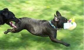 Rufus the Olde English Bulldogge is running with a toy in his mouth. There is another dog chasing after him.