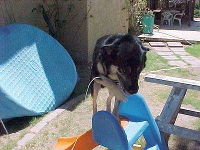 Buck the German Shepherd/Rottweiler/Husky Mix is standing on top of a Fisher Price Orange and Blue Plastic ladder toy