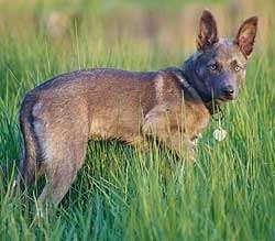 The right side of an American Indian Dog that is standing in tall grass with its ears up and it is looking forward.