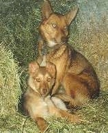 The left side of a brown with black American Indian Dog that is laying down next to an American Indian Dog puppy sitting next to it