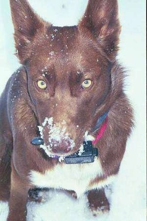 Close up - A green-eyed American Indian Dog is sitting in snow with snow all over its face