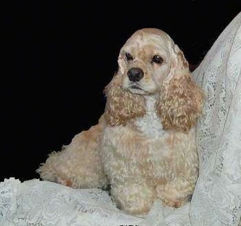 The front right side of a tan American Cocker Spaniel that is sitting on a lace curtain