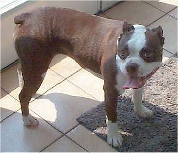 Side view looking down at the dog from above - A red with white Olde Boston Bulldogge is standing on a tan tiled floor looking to the left. Its mouth is open and its tongue is out. Its ears are pinned back and it looks happy.