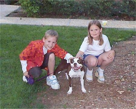 Front view - A brown with white Olde Boston Bulldogge is standing in dirt in between a boy and a girl who are kneeling with their hands on the dog's back.