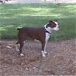 Right Profile - A brown with white Olde Boston Bulldogge is standing in wood chips looking forward.