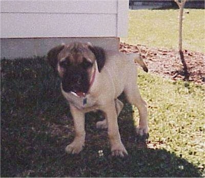Barkley the Bullmastiff puppy standing in front of a house with a newly planted tree behind him