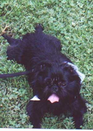 A black Belgian Griffon is laying out in grass panting with its tongue curled up.