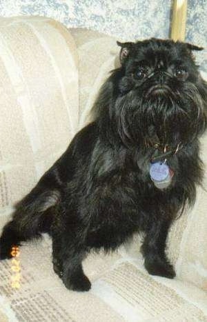 A black Belgian Griffon is sitting against the arm of a tan couch. Its face looks like it has a frown.
