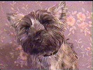 Ted the Cairn Terrier is sitting on a carpet and looking up