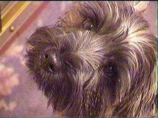 Close Up head shot - Ted the Cairn Terrier is looking up while standing on a carpet