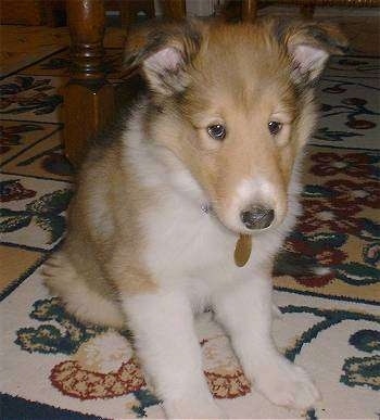 Maximus the Rough Collie Puppy is sitting on a rug under a large table