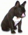 A composited image of a black with white French Bulldog sitting on a white background licking its nose.