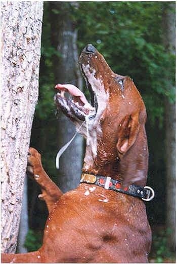 Boogie Man the Redbone Coonhound is barking up the side of a tree. It has white slobber covering half of its face with a line of drool a foot long about to drop on its chest.