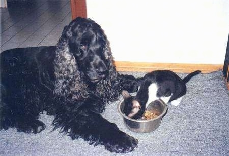 Bleki the black English Cocker Spaniel is laying down in front of his dog food bowl watching Cikita the black and white cat eat food from it