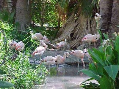 A flock of flamingos standing in the water and waterside