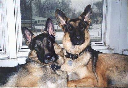 Two German Shepherds are laying face to face to each other in front of a window that shows a view of snow and houses outside.