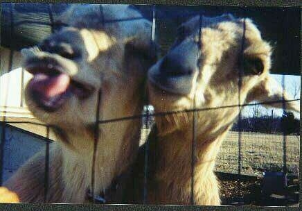 Close up - Two Goats are trying to get through a fence with there face. The goat on the left has its mouth open and tongue out.