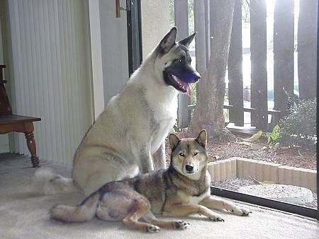 Two dogs are sitting and laying by a window. The sitting dog is looking out the window and the laying dog is looking forward