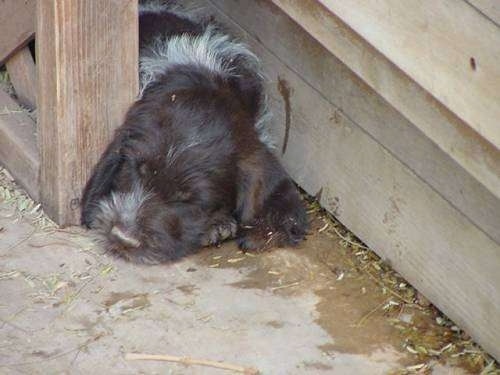 A white and brown German Wirehaired Pointer puppy is sleeping in between a house and a wooden rail