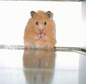 A fluffy, tan hamster is sitting on its backside and it is chewing an item in between its front paw.