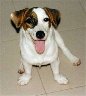 Front side view - A rose eared - white with tan and black Parson Russell Terrier dog is sitting on a tiled floor and it is looking up. Its mouth is open and its tongue is out. It looks like it is smiling.