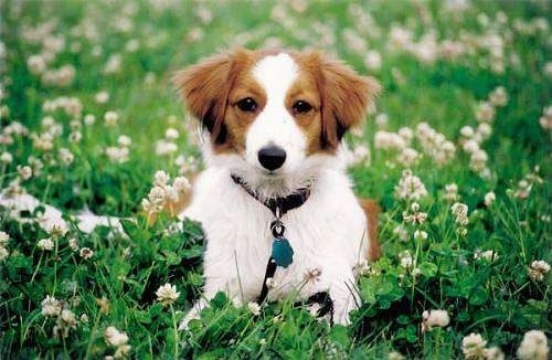 View from the front - A white with red Kooikerhondje is laying in a field of clover and looking forward