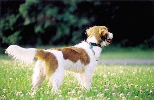 A white with red Kooikerhondje is standing in a field of clover facing a wooded area that is in the distance. Its mouth is open and tongue is out