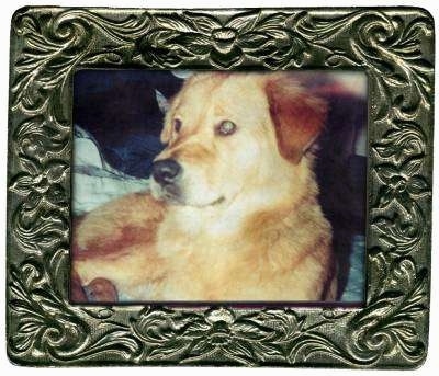 Framed picture of Lillith the Dog