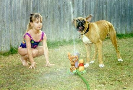 A girl in a bathing suit is squatting down in the grass looking at a Winnie the Pooh water sprinkler with the water spraying past a Boxer dog's ear. 