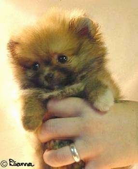 Close up - A tiny fluffy tan with black Pomeranian puppy is being held in the air by a persons hand. The dog looks like a stuffed toy.