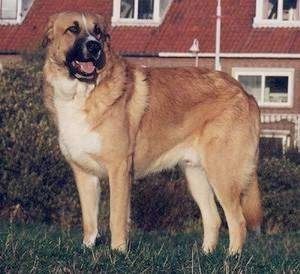 The left side of a tan with white and black Rafeiro do Alentejo that is standing across grass in a yard looking forward, its mouth is open and it looks like it is smiling. There is a building with a red roof behind it.